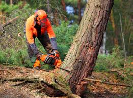 How Our Tree Care Process Works  in  Fearrington Village, NC