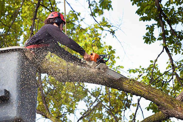 Professional Tree Services in Fearrington Village, NC